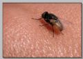 Musca vitripennis